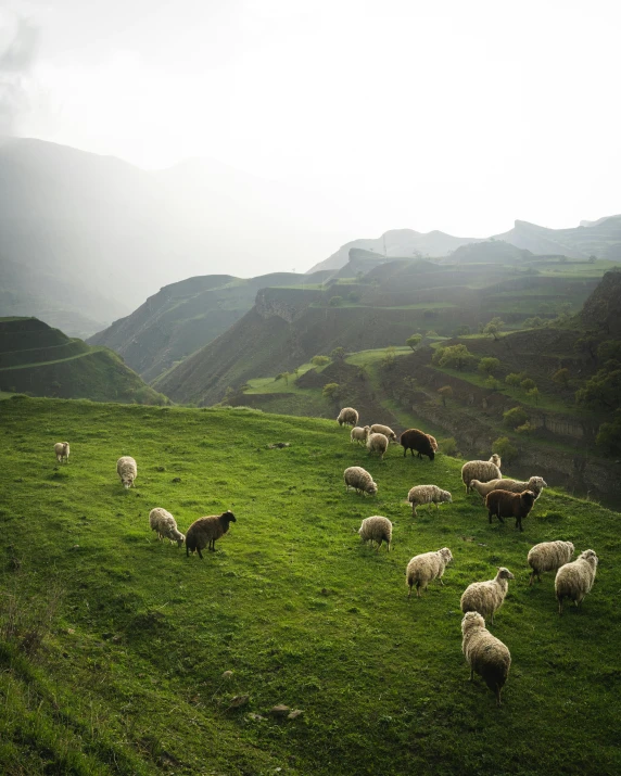 a herd of sheep stand in the grass next to mountains