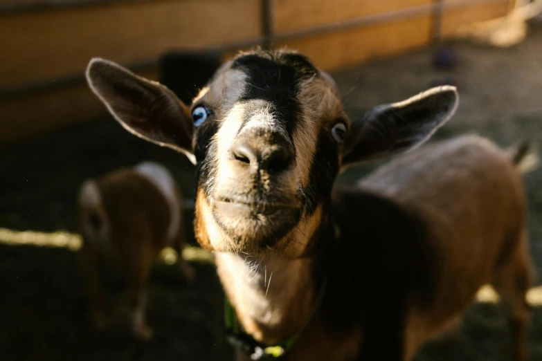 a brown goat with big ears standing on grass