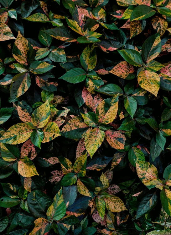 a bunch of leaves that are covering the ground