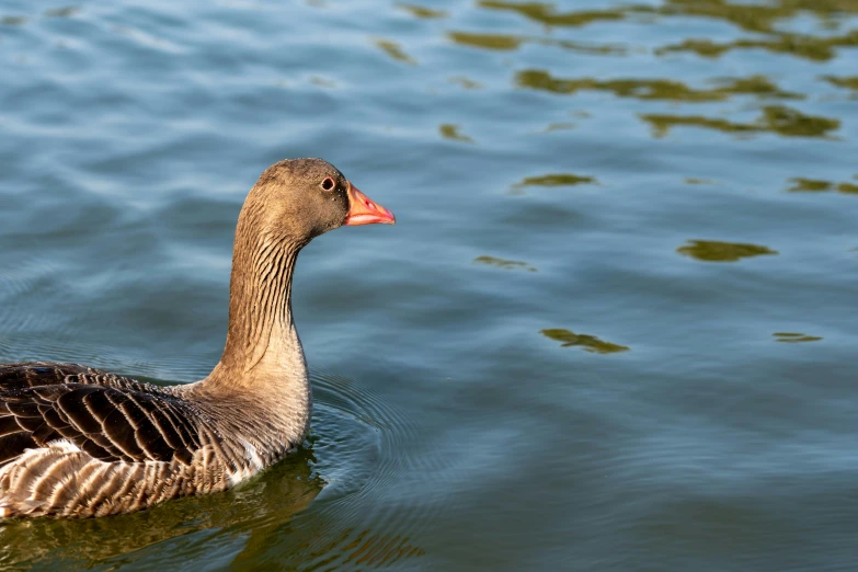 a duck is swimming in a lake with its head in the water