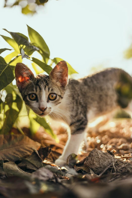 the small cat is walking on the ground by some plants