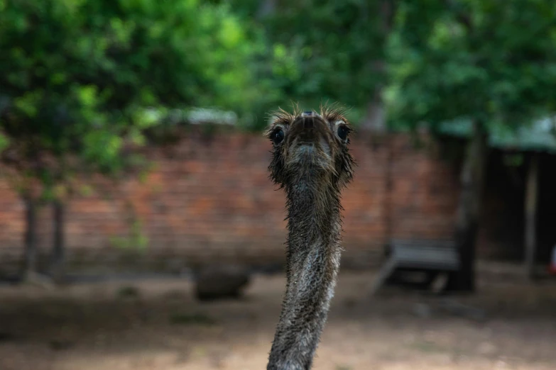an ostrich looking up with one leg in the air