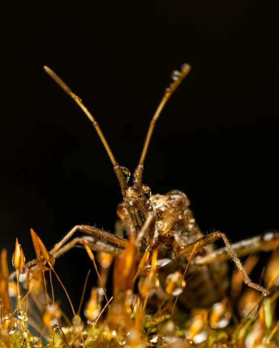 an insect sitting on top of a grass covered field