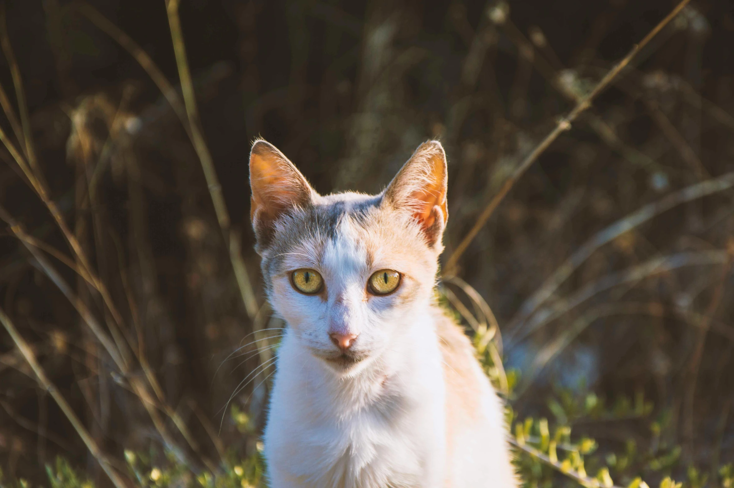 a cat with big ears is standing in grass