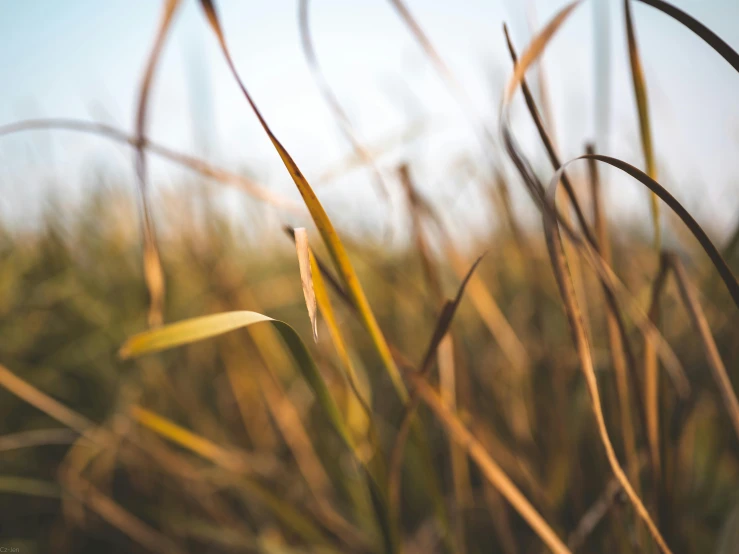 a close up po of tall, thin grass