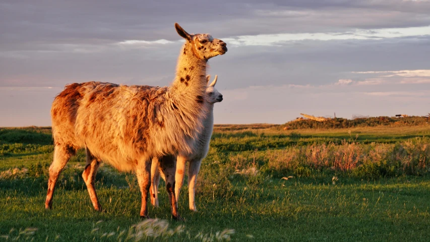 two lamas standing side by side in a green field