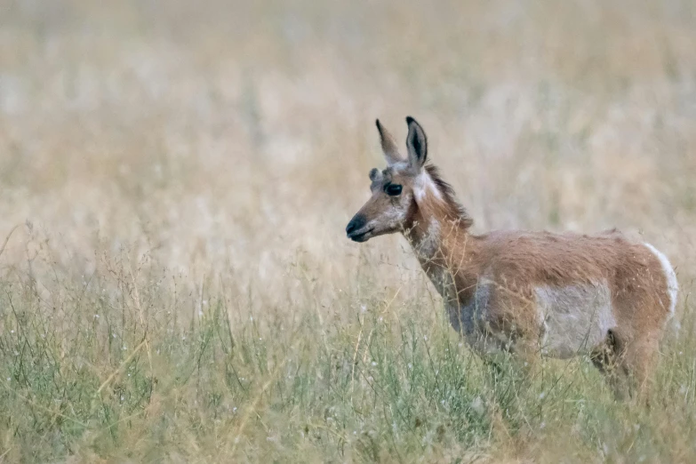 a brown and white goat standing in grass