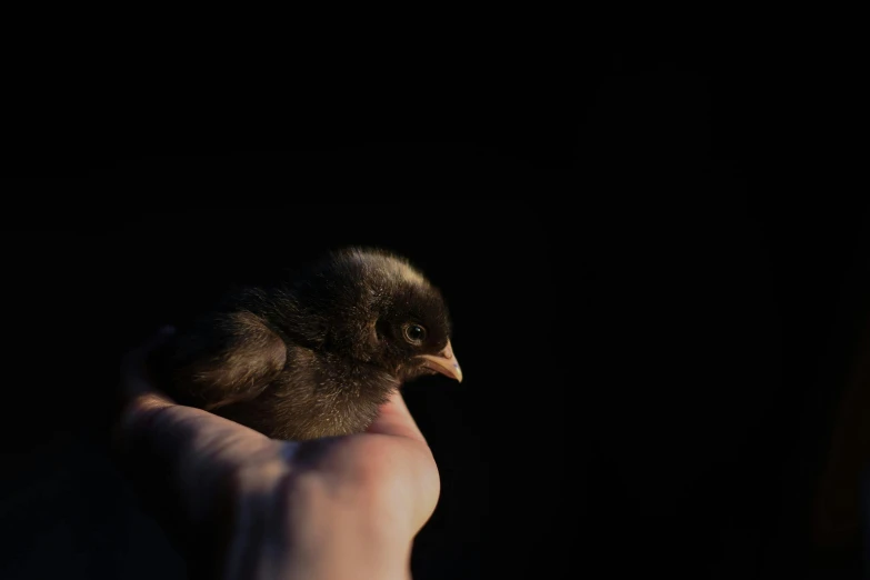a dark and shadowy image of a small chick in someone's hand