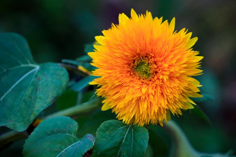 a sunflower with a lot of leaves surrounding it