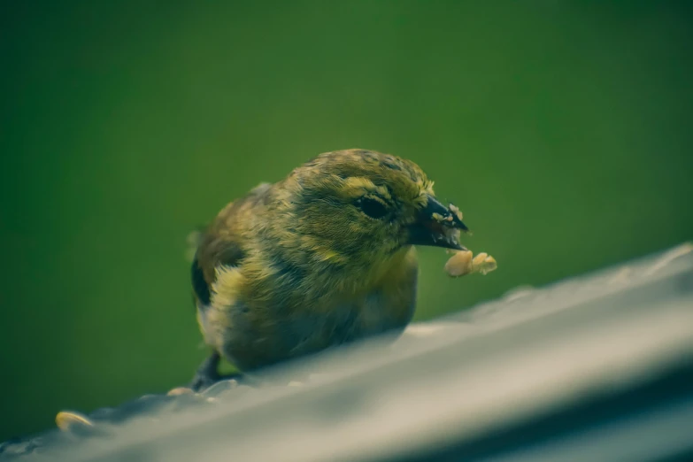 a small bird eats soing off of the roof