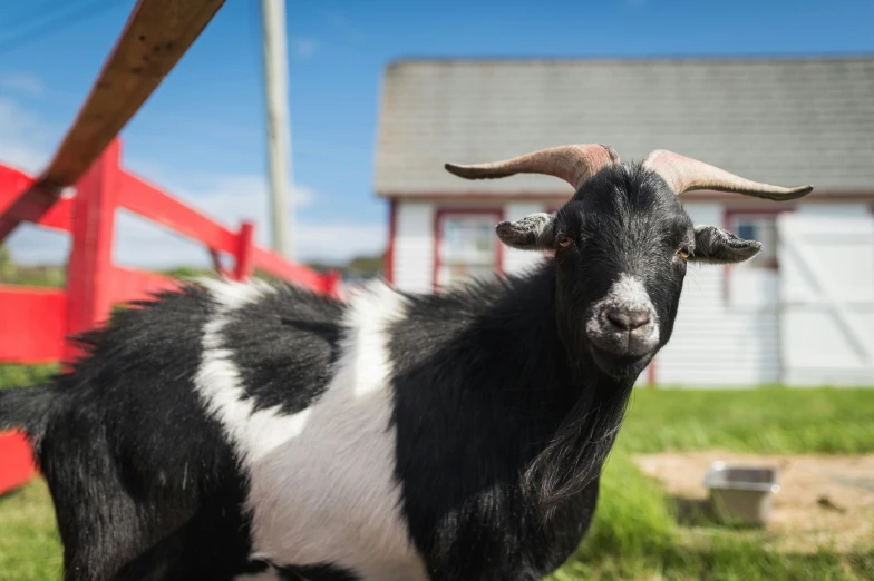 the black and white goat is outside near a fence