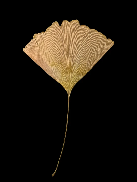 a large yellow flower with some long stem