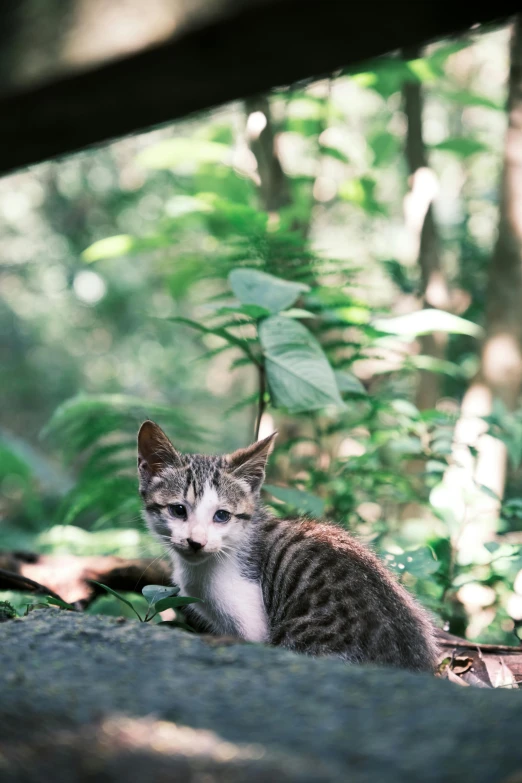 a little cat is sitting outside in the woods