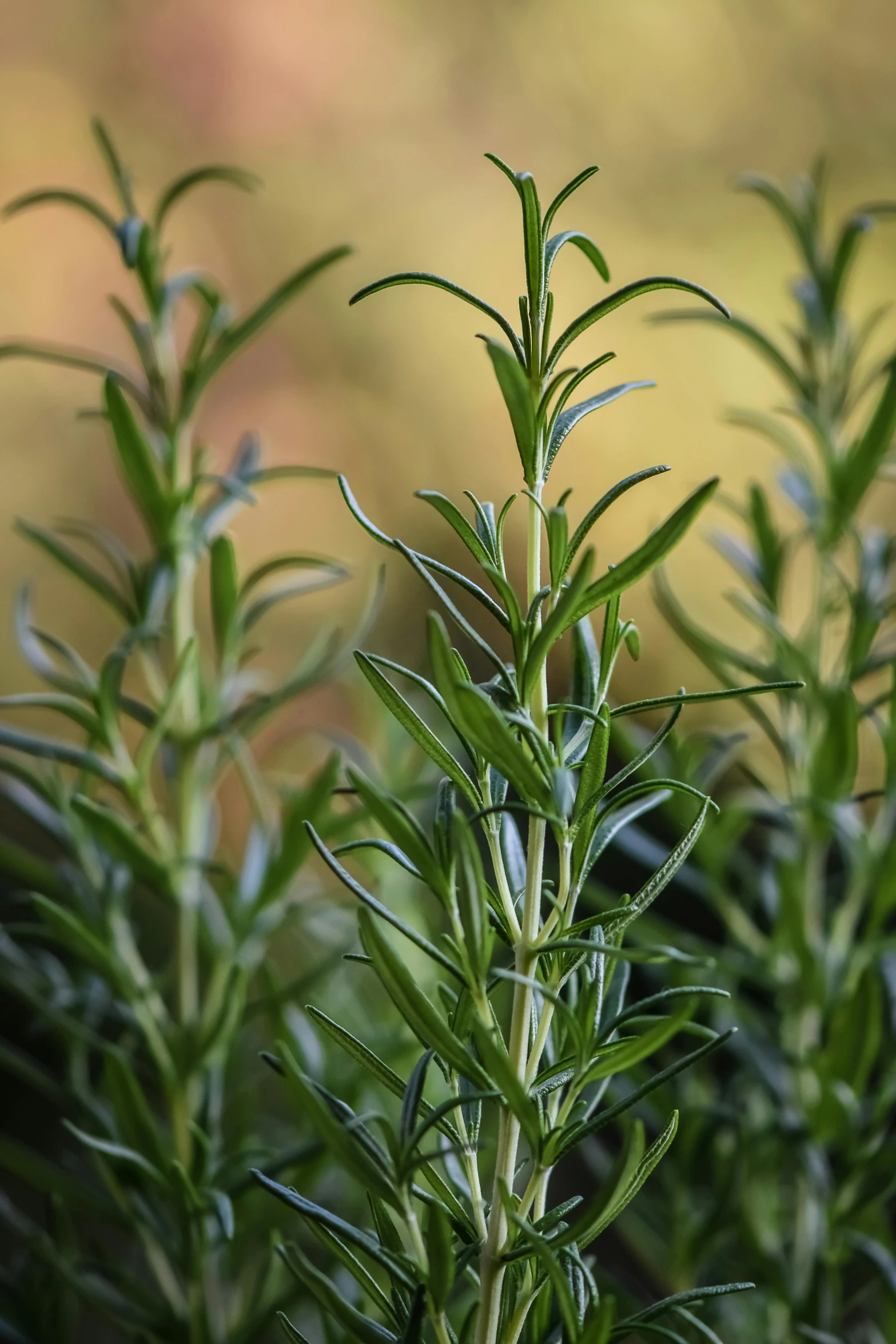 green leaves are growing in the field,