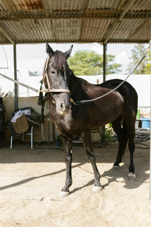 the horse is wearing a harness under the shelter