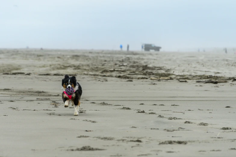 a dog runs across a beach in the fog