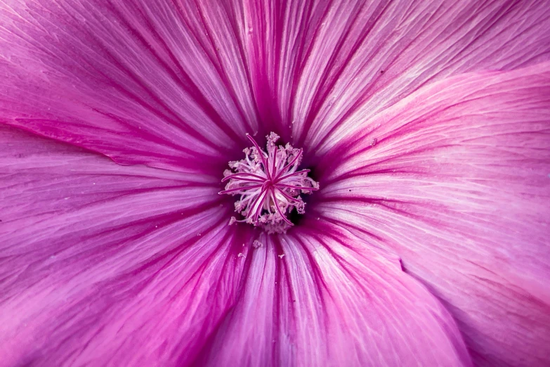 pink flower with water droplets that are on the petals