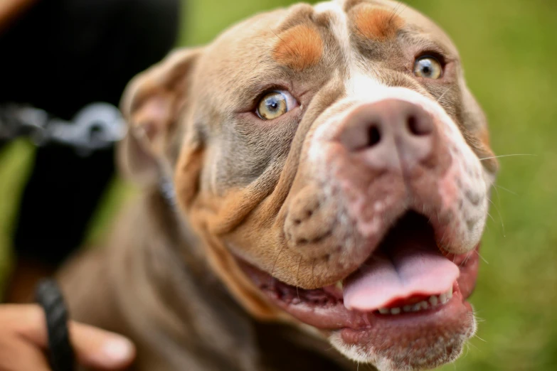 an adorable pit bull dog is looking at the camera