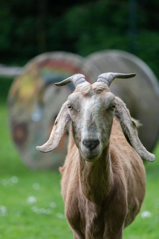 an animal with horns standing in the grass