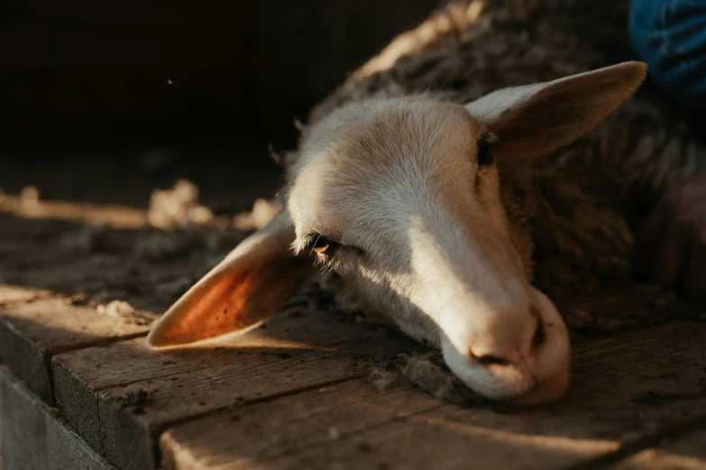 a lamb sitting on top of a brick floor