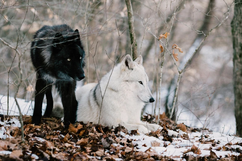 two white and black animals in the woods with leaves