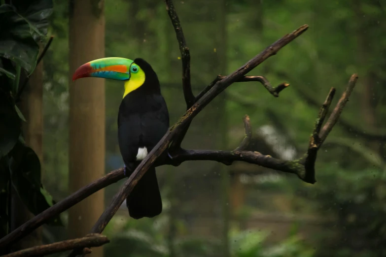 the toucan sits on the nch of a tree in a forest