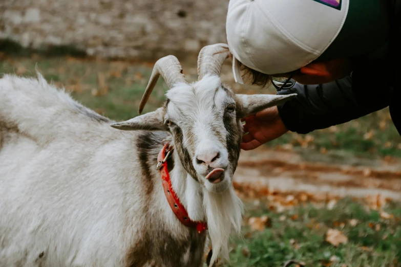 a goat is being pet by its trainer