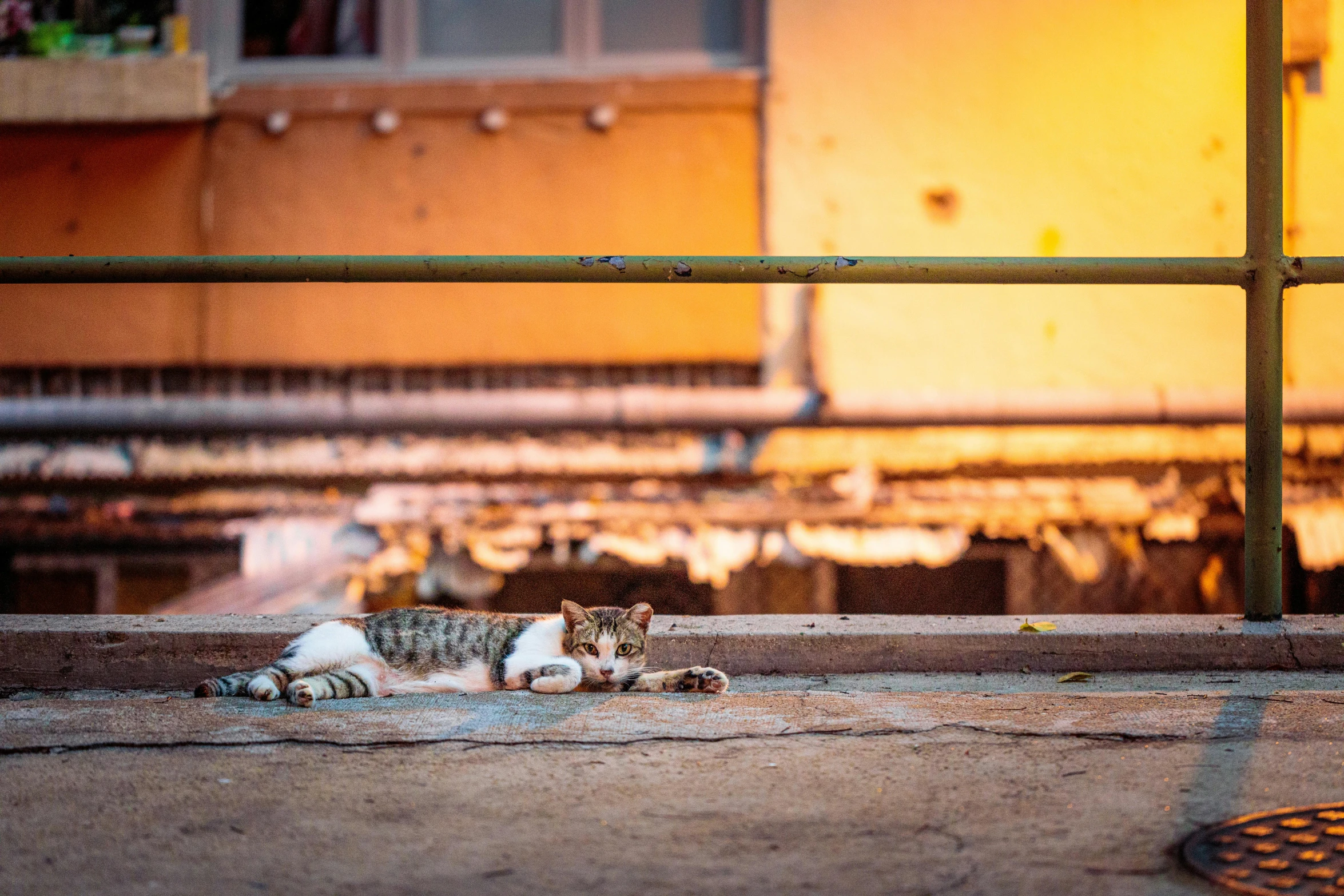 a small cat lying on a concrete surface