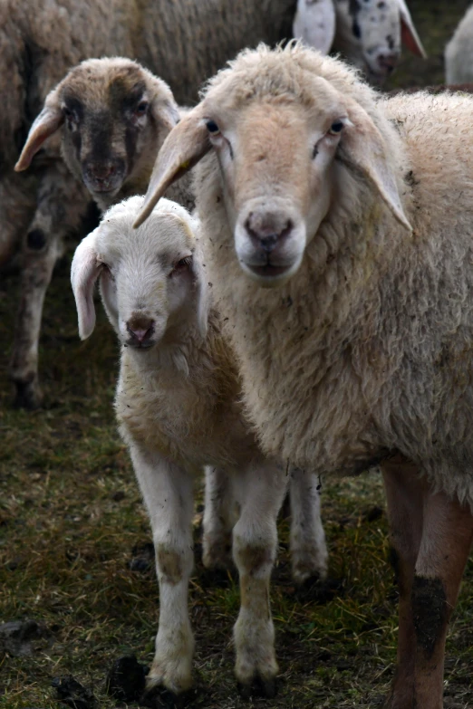 a sheep standing behind some other sheep in a field