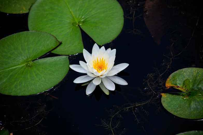 a waterlily is standing out in the open