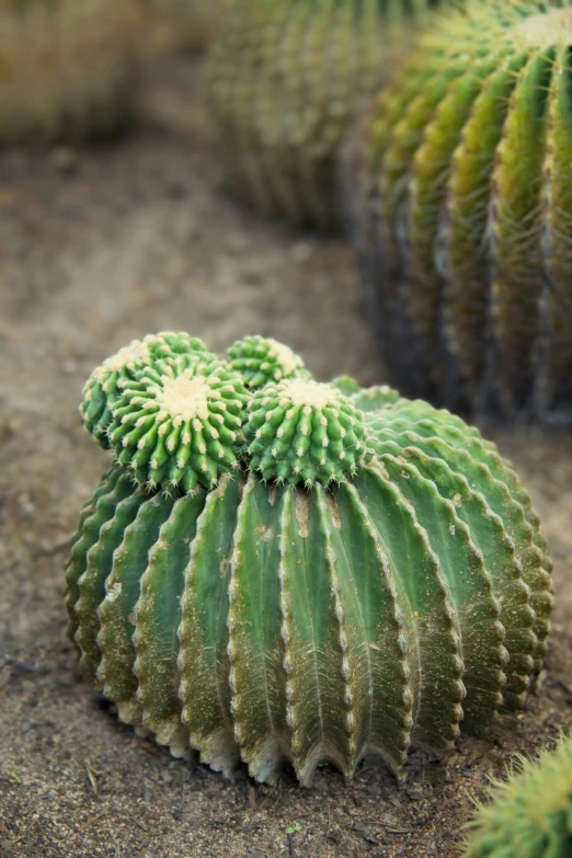 a close up s of some kind of cactus