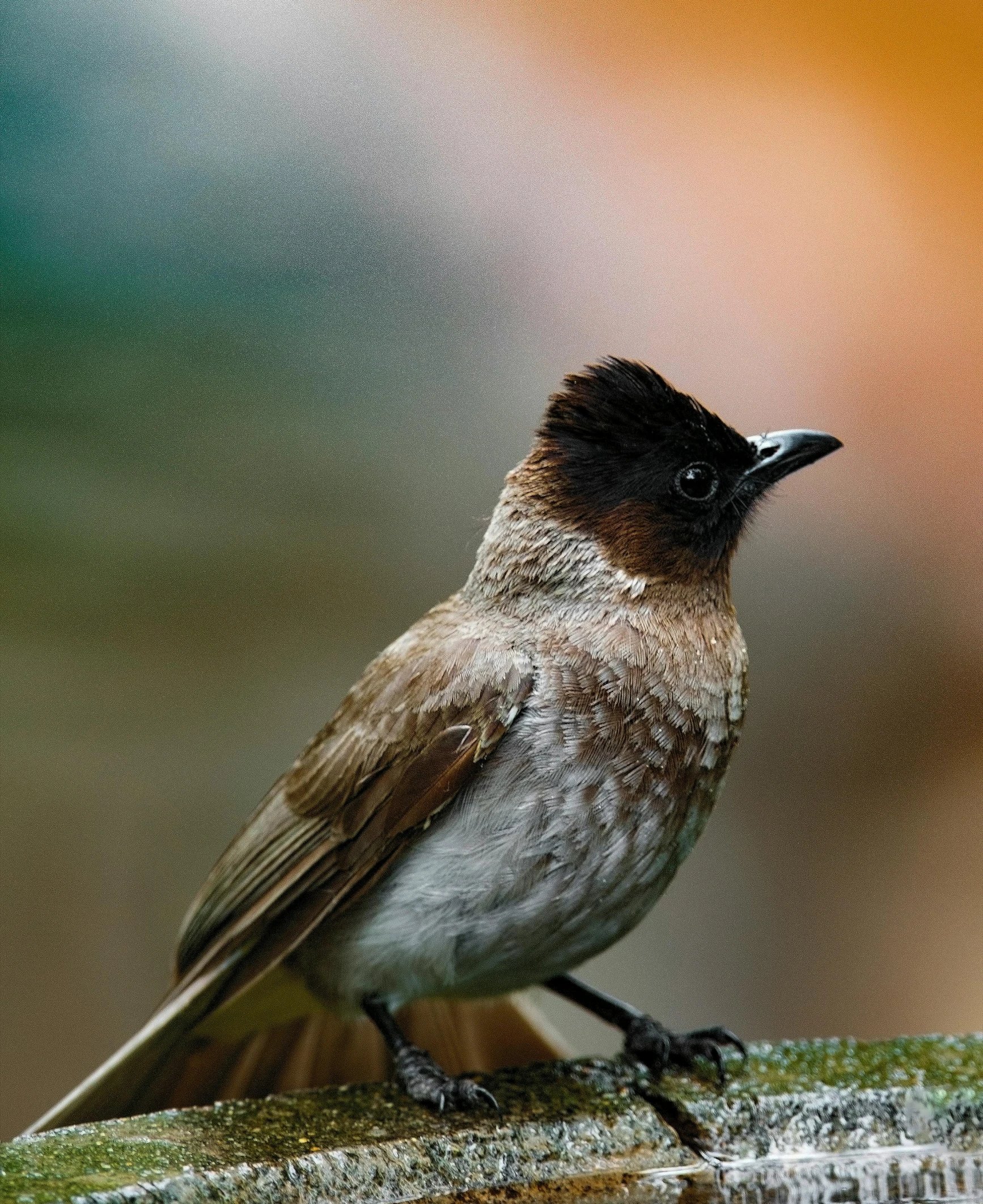 a brown bird with black wings perched on the edge of a nch