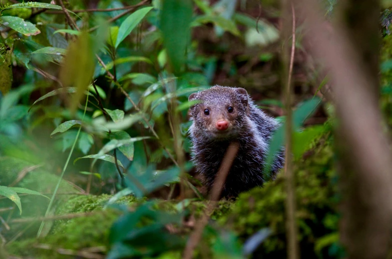 a small brown animal in some bushes and trees