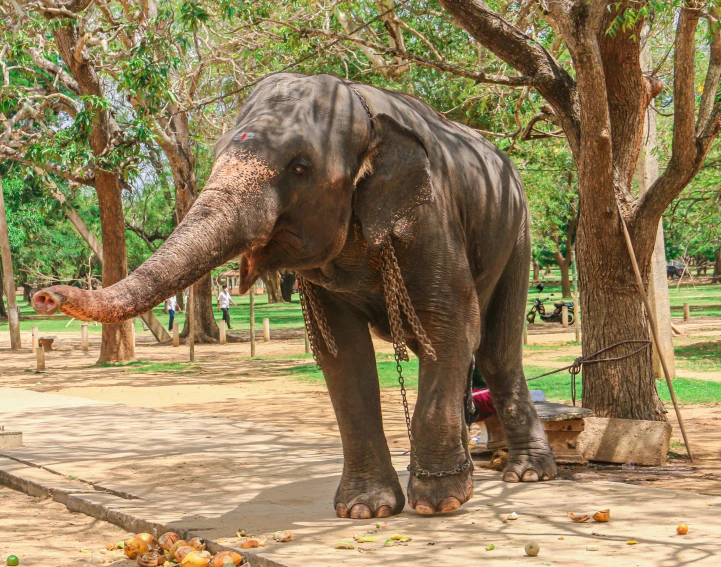 an elephant eating food next to a tree