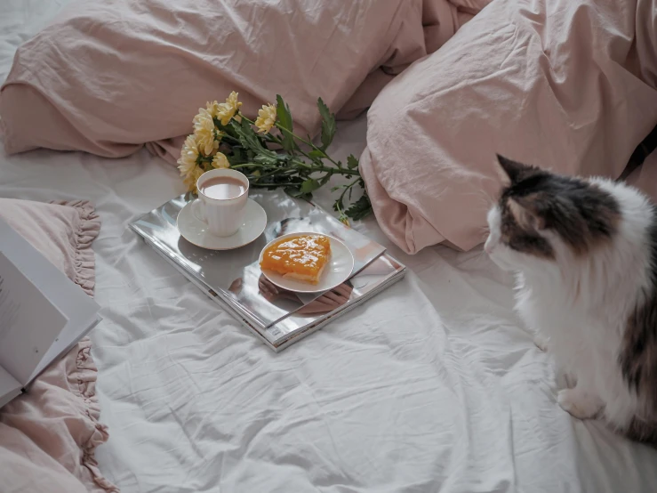 an odd looking tray with a piece of bread on it and a cat looking down at the plate