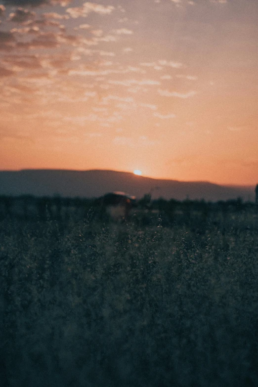 the sun setting behind a horse standing in the grass