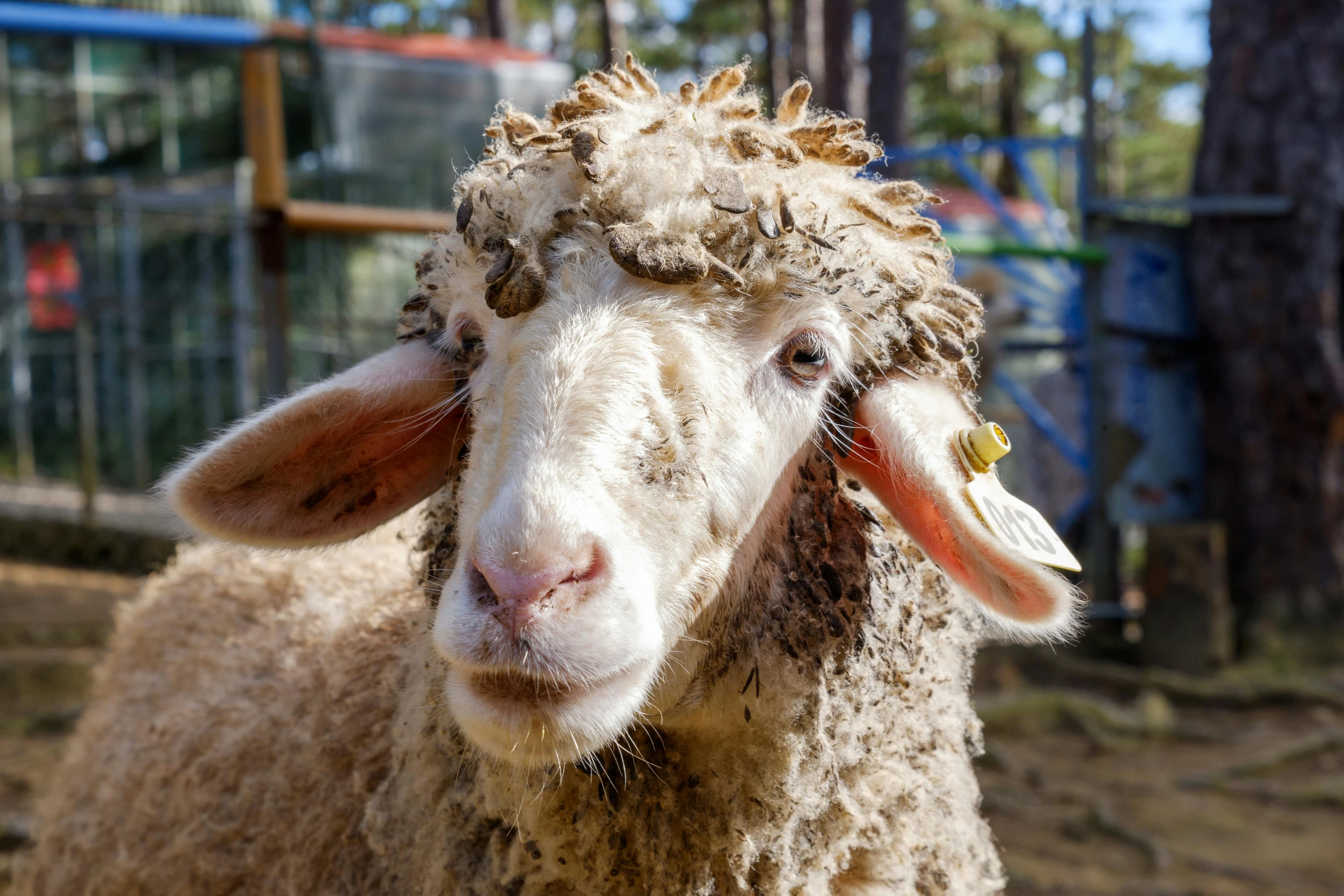 a close up of the head of a sheep