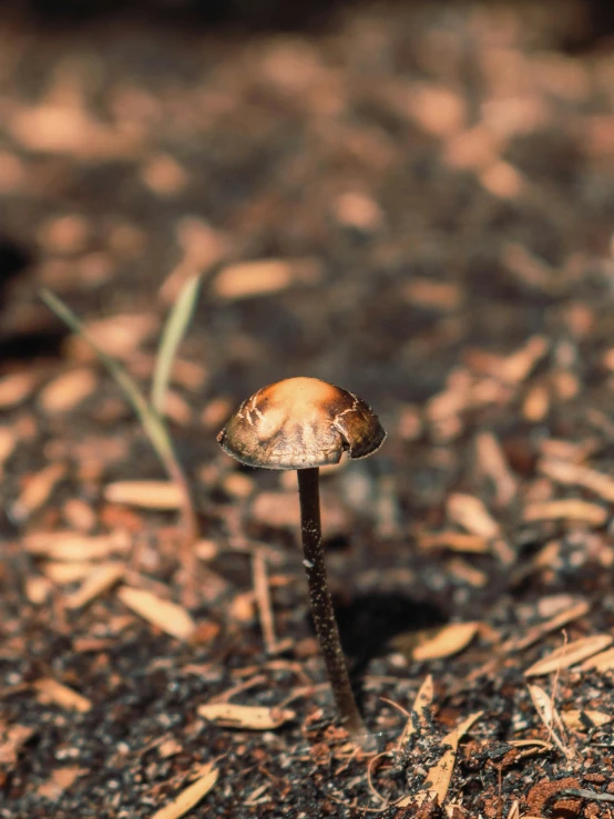 a small mushroom growing out of the soil