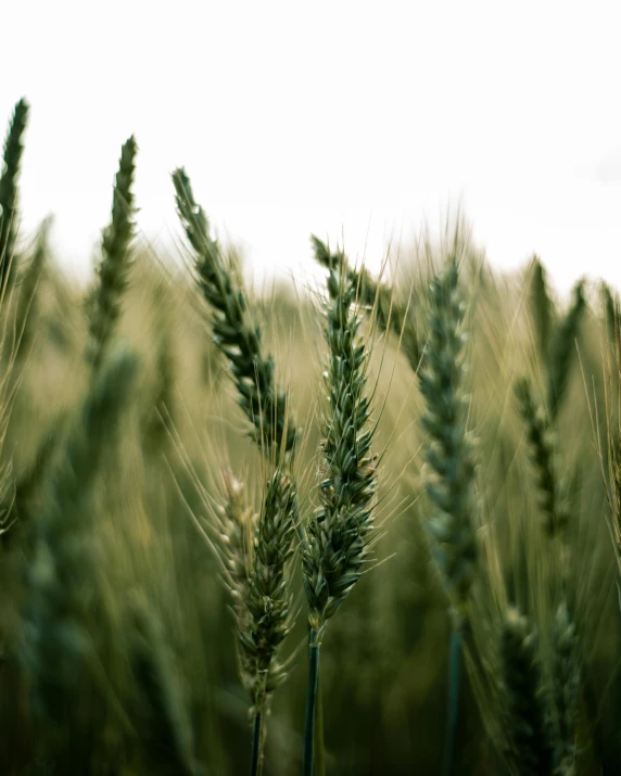 closeup of tall grass against an overcast sky