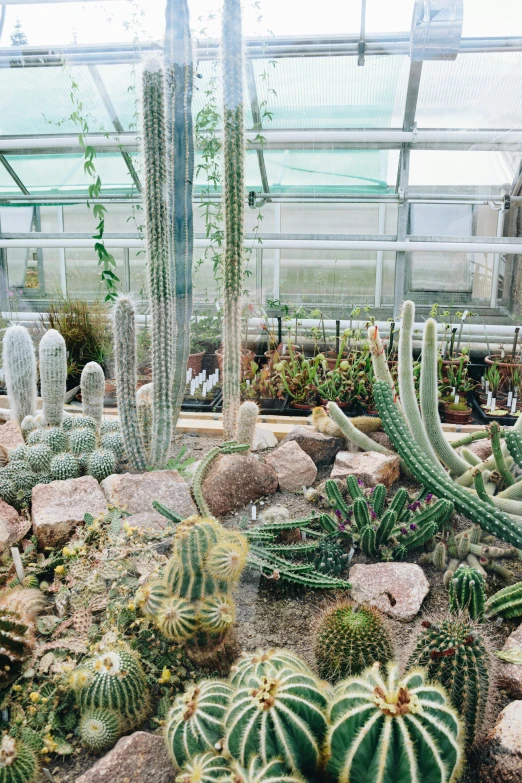 a cactus garden with cacti in the middle