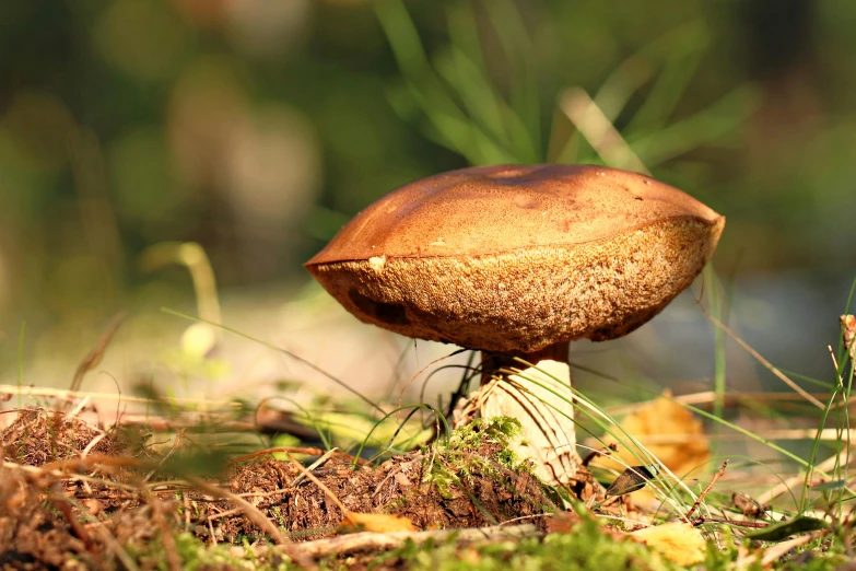 a mushroom is sitting on the ground in a forest