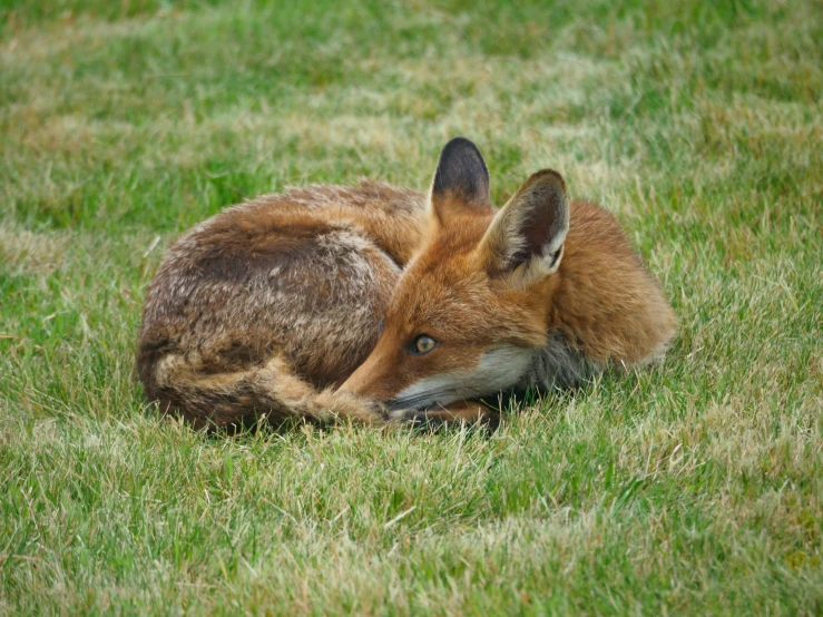 a small brown fox is sleeping on the grass