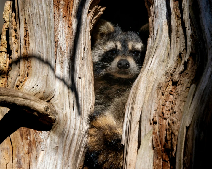 a baby rac peeks through a hollow in a tree trunk