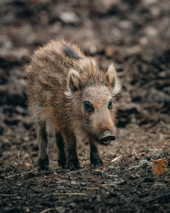 the small animal is walking across the ground