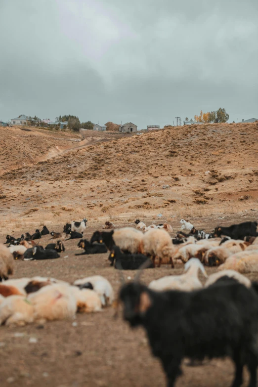 an open area with a herd of cattle resting on the dirt