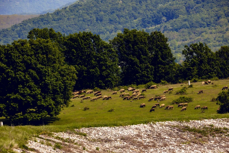 a bunch of animals that are on a hill