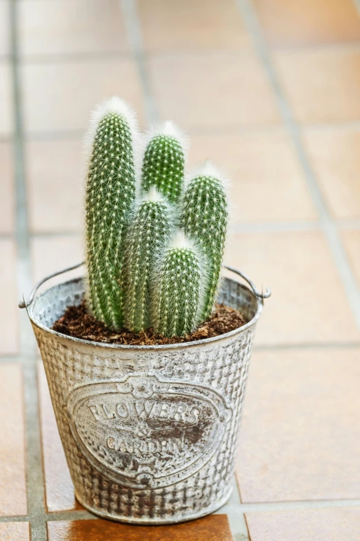 cactus in large metal flower pot with tile flooring