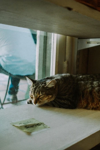 a cat sitting on top of a table by some windows