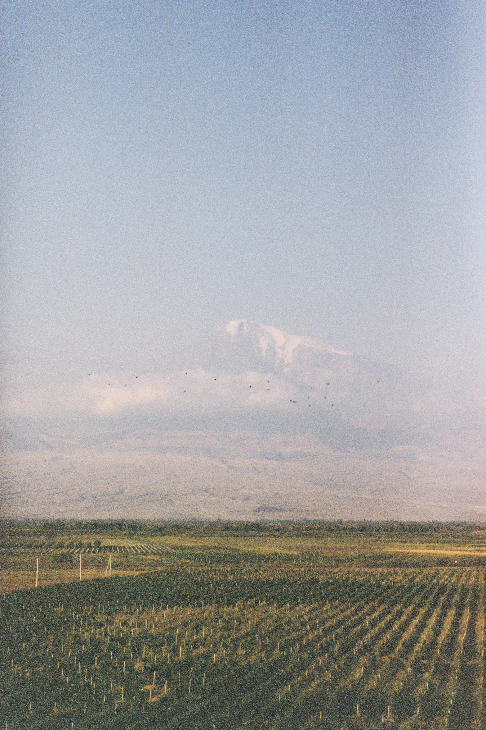 a field is shown with many trees in it