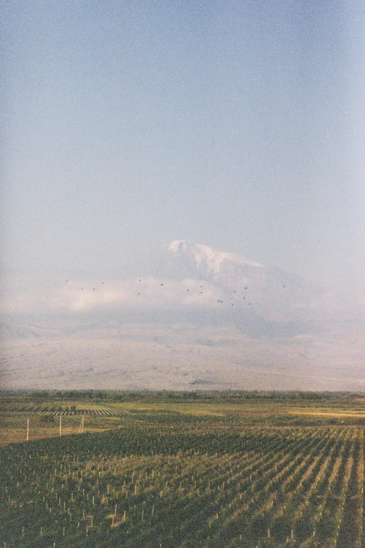 a field is shown with many trees in it